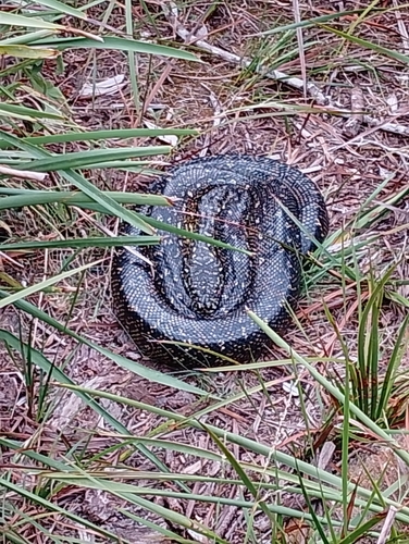 Diamond Python sighting