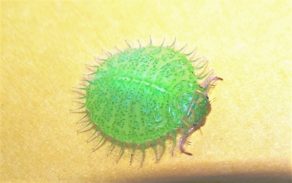 Myiodactylinae