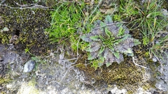 Plantago triandra