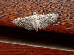 Sigilliclystis insigillata