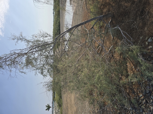 Nile tamarisk (Tamarix nilotica)
