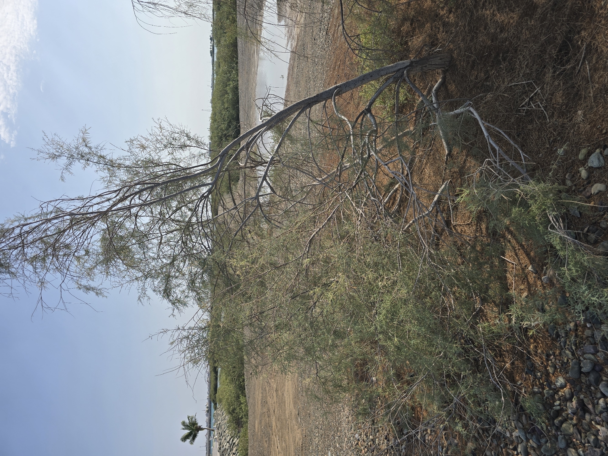 Nile Tamarisk (Tamarix nilotica)