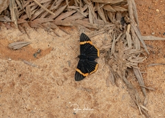 Riodina lycisca lycisca