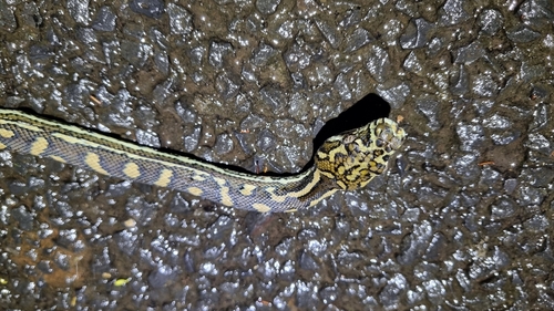 Coastal Carpet Python sighting