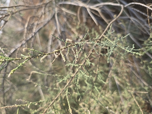 Tamarix nilotica, photograph 1