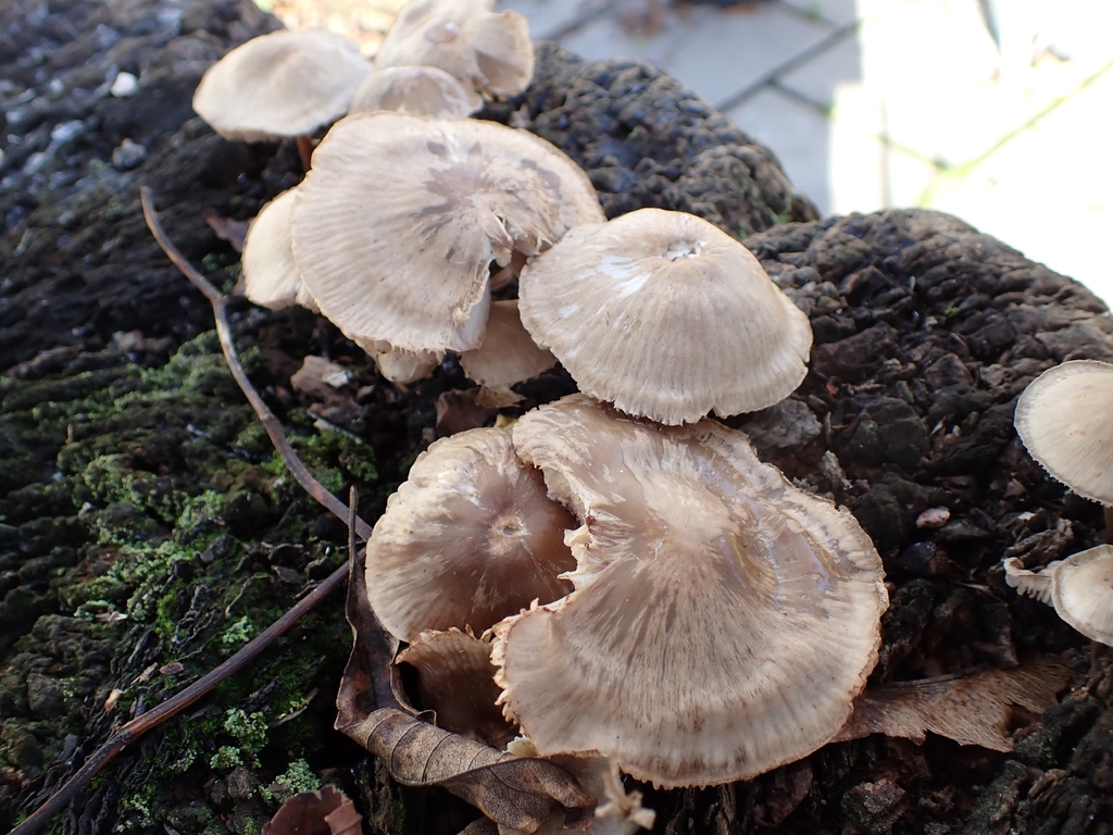 Mycena galericulata · November 2025 · photo: © johan8153 (iNaturalist, cc-by)