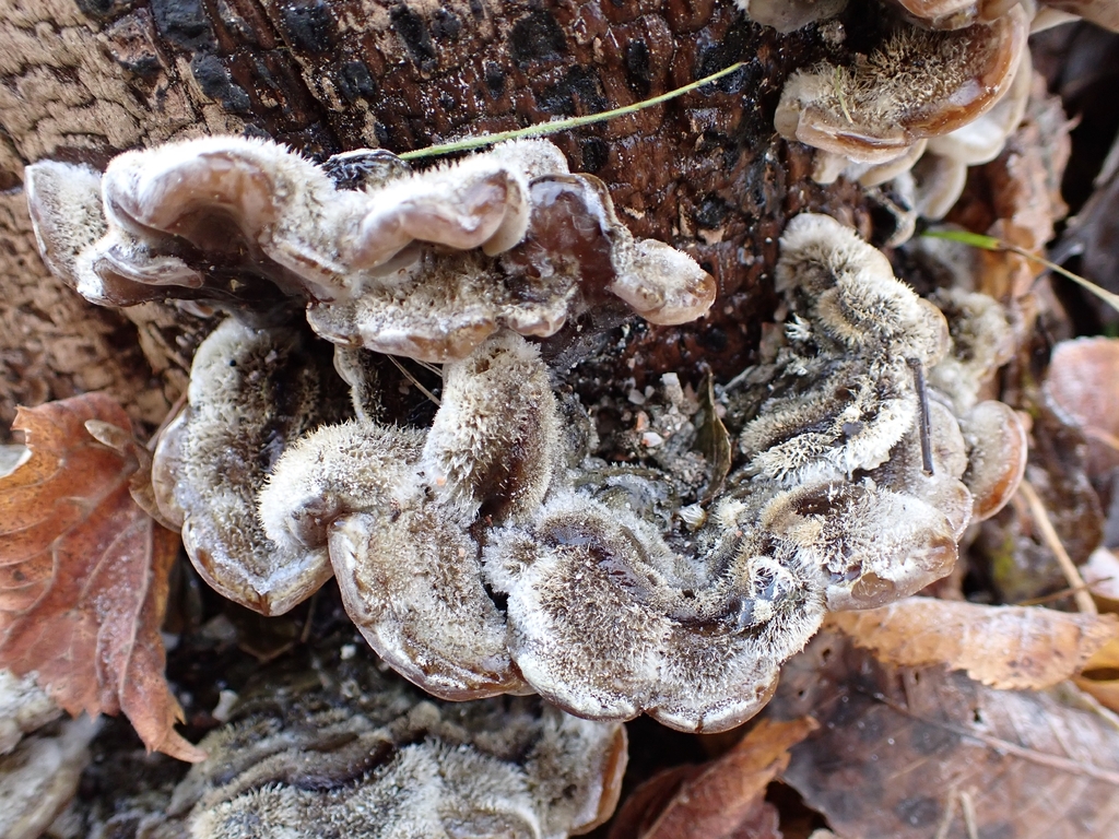 Auricularia mesenterica · November 2025 · photo: © johan8153 (iNaturalist, cc-by)