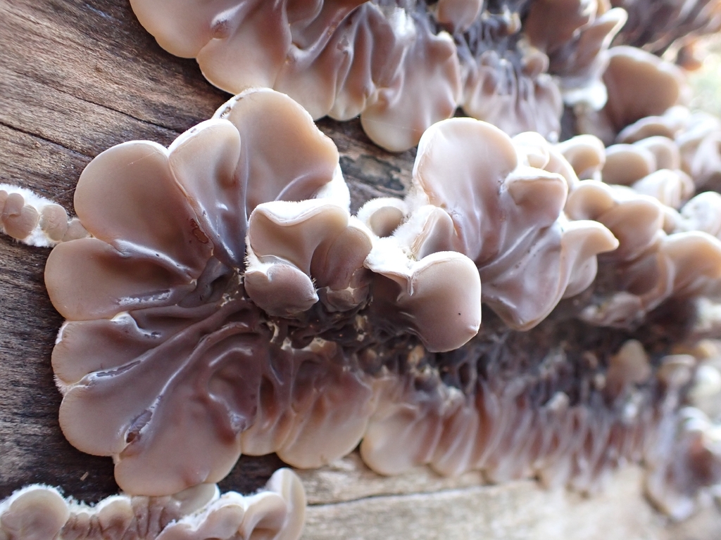 Auricularia mesenterica · November 2025 · photo: © johan8153 (iNaturalist, cc-by)