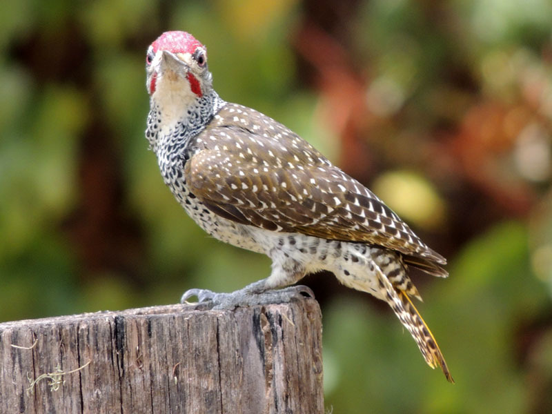 Nubian Woodpecker