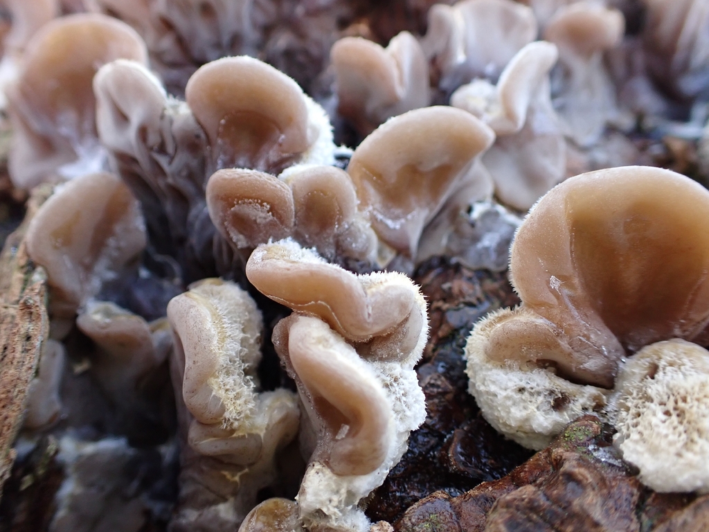 Auricularia mesenterica · November 2025 · photo: © johan8153 (iNaturalist, cc-by)
