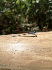 Argia anceps