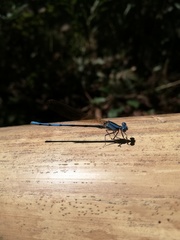 Argia anceps