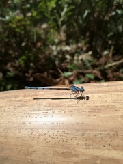 Argia anceps