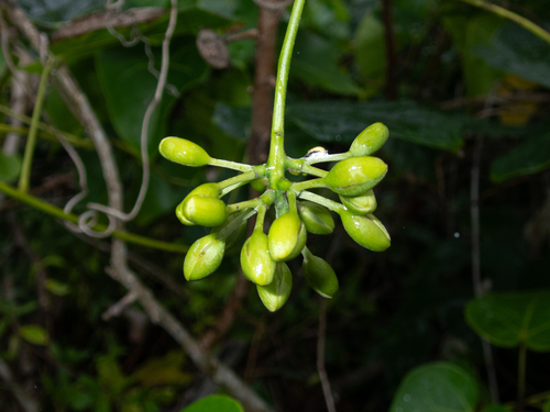 Mucuna gigantea, 2025-10-17