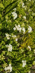 Agathosma mucronulata
