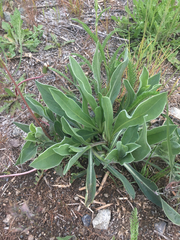 Pyrrocoma carthamoides