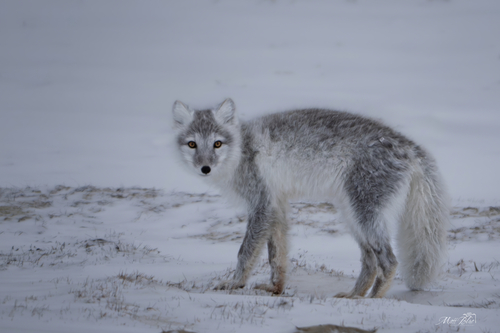 Arctic Fox observed by matt_blue