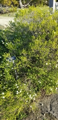 Agathosma mucronulata
