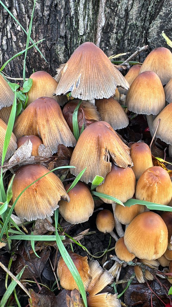 Coprinellus micaceus · November 2025 · photo: © instonet (iNaturalist, cc-by)