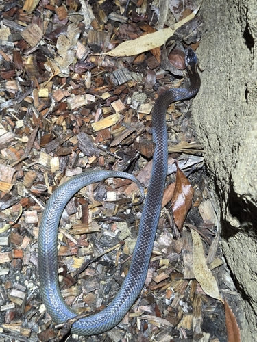 Golden-crowned Snake sighting