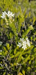 Agathosma mucronulata