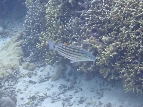 Lutjanus decussatus