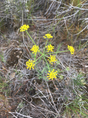 Lomatium ambiguum