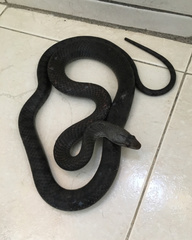 Cubophis cantherigerus