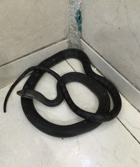 Cubophis cantherigerus