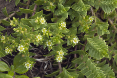 Honckenya peploides major