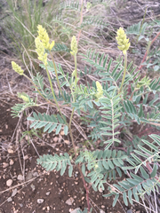 Astragalus collinus