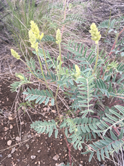 Astragalus collinus