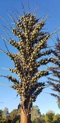 Puya × berteroniana
