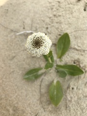 Craspedia robusta pedicellata