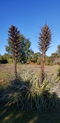 Puya × berteroniana