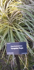 Puya × berteroniana