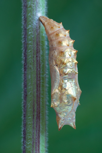 Dilgėlinukas nuotrauka