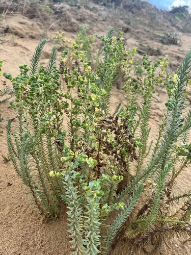 Sea Spurge