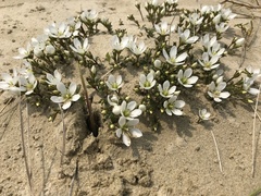 Gentianella saxosa