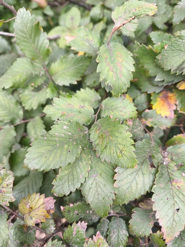 Zelkova carpinifolia (Zelkova carpinifolia)