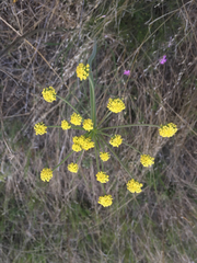 Lomatium triternatum