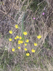 Lomatium triternatum
