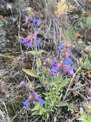Penstemon pruinosus