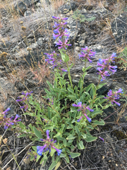 Penstemon pruinosus