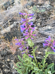 Penstemon pruinosus