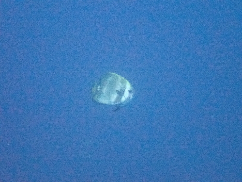 Platax boersii