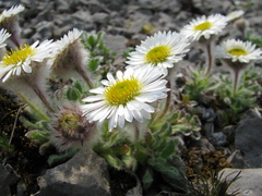 Erigeron lanatus