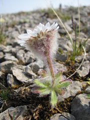 Erigeron lanatus