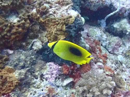 Chaetodon speculum