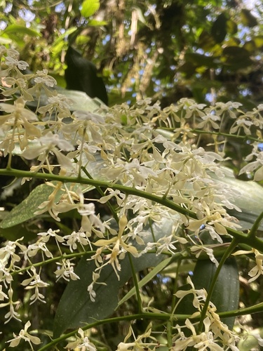 Epidendrum jasminosmum Hágsater & Dodson 2